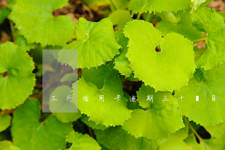 工行信用卡逾期三十幾日