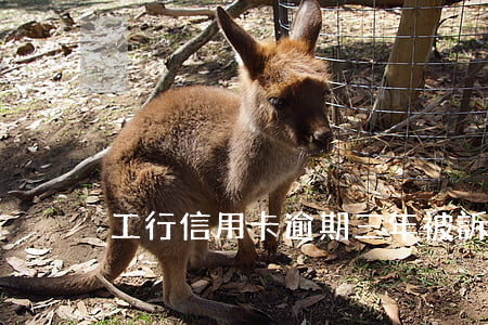 工行信用卡逾期三年被訴訟