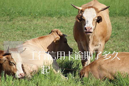 工行信用卡逾期了多久會起訴(工商逾期多久會起訴)