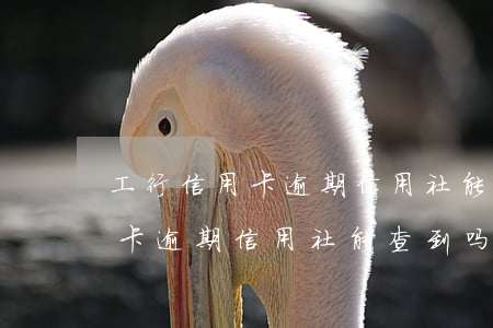 工行信用卡逾期信用社能查到吗-工行信用卡逾期信用社能查到吗怎么查