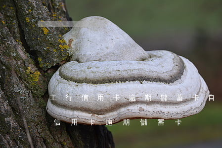 工行信用卡逾期儲蓄卡自動扣錢怎么辦（工行信用卡逾期儲蓄卡）