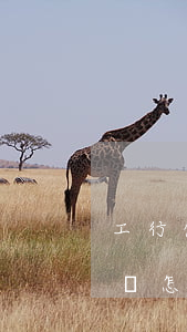 工行信用卡逾期協(xié)商還款能成功嗎(怎么與銀行商量協(xié)商信用卡逾期還款事宜)