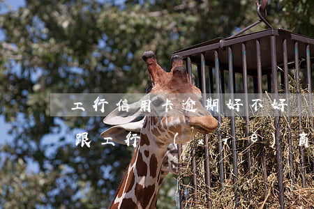 工行信用卡逾期好不好協(xié)商(怎么跟工行協(xié)商還信用卡)