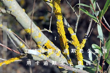 工行信用卡逾期怎么查詢(xún)（工行信用卡逾期怎么查詢(xún)）
