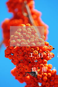 工行信用卡逾期怎么處理好(工行有逾期批了信用卡)