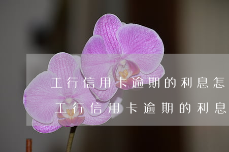 工行信用卡逾期的利息怎么計(jì)算-工行信用卡逾期的利息怎么計(jì)算的