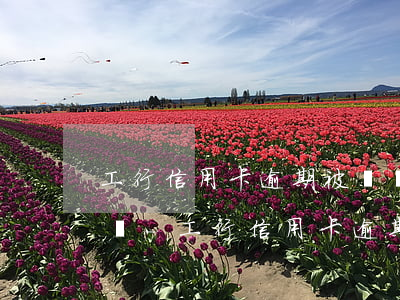 工行信用卡逾期被凍結(jié)了怎么解凍-工行信用卡逾期被凍結(jié)了怎么解凍呢