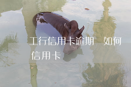 工行信用卡逾期該如何還款(工行如何還他行信用卡)