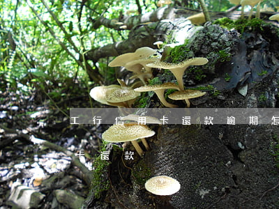 工行信用卡還款逾期怎么辦(工行如何還信用卡還款)