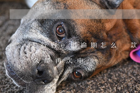 工行容e借逾期怎么還款(工行融e借被拒多久能再次申請)
