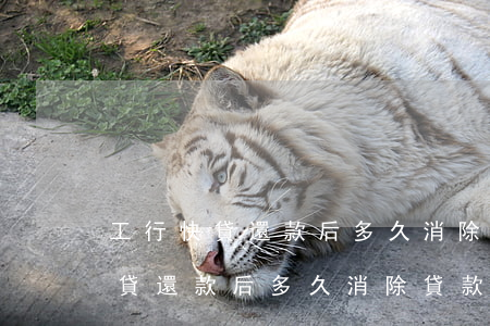 工行快貸還款后多久消除貸款記錄-工行快貸還款后多久消除貸款記錄啊