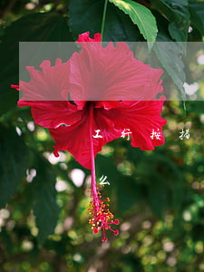 工行按揭還款逾期一天(銀行還款逾期一天怎么辦)