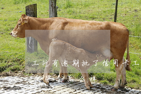 工行有逾期批了信用卡（工商银行信用卡逾期后果会怎么样）