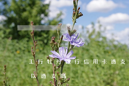 工行牡丹銀行信用卡透支(工商銀行牡丹卡可以透支嗎)