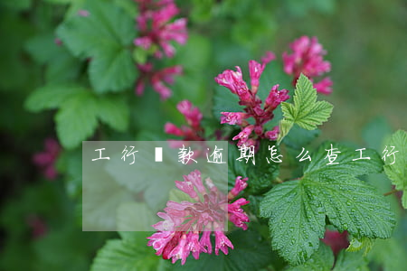 工行貸款逾期怎么查(工行貸款逾期怎么查)