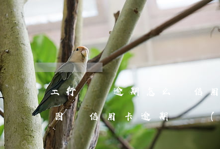 工行賬戶逾期怎么辦信用卡 工商銀行儲蓄卡因為信用卡逾期凍結(jié)了怎么辦