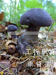 工行車貸信用卡逾期多久上征信-工商銀行車貸逾期多久之內(nèi)不會上征信
