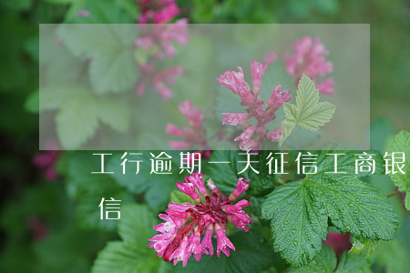 工行逾期一天征信(工商银行晚还两小时上征信)