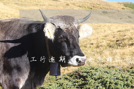 工行逾期七天会怎样（工行逾期七天）