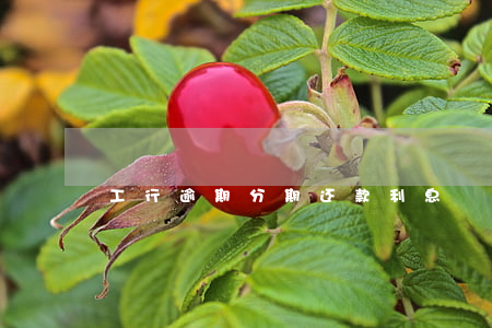 工行逾期分期还款利息