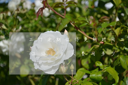 工行逾期征信更新时间 工商银行逾期多久上征信10天费用多少