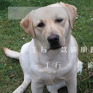 工行還款逾期跨月還款會(huì)上征信-工行還款逾期跨月還款會(huì)上征信記錄嗎