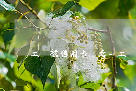 工資被信用卡劃走-工資被信用卡劃走怎么辦