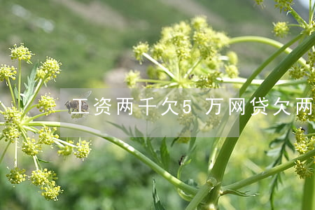 工资两千欠5万网贷(欠两万五网贷算多吗)