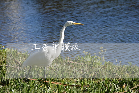 工资单模板