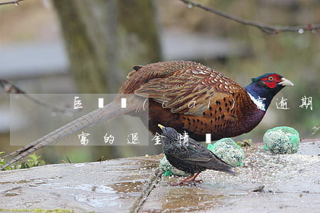 巨匯財(cái)富逾期(巨匯財(cái)富的退金情況)