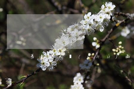 差逾期天數(shù)函數(shù)