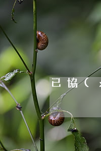已協(xié)商的信用卡