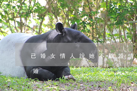 已婚女情人說她不離婚(情人明確說他不會離婚)