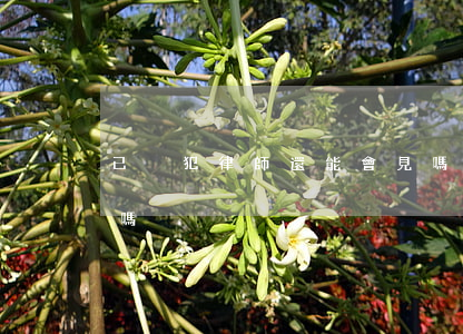 已決犯律師還能會見嗎(已決犯律師可以會見嗎)