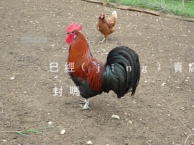 已經(jīng)賣店的回遷房法院可以查封嗎