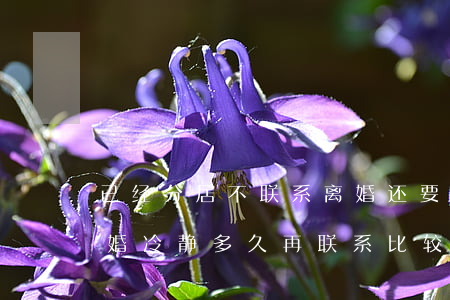 已经分居不联系离婚还要冷静期吗?(夫妻要离婚冷静多久再联系比较好)
