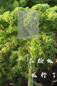 已经执行了还可以和法院协商还款吗-已经执行了还可以和法院协商还款吗怎么办