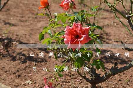已逾期的信用卡可以分期付款 分期逾期后還可以分期付款嗎