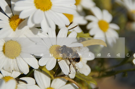 已逾期能不能关掉花呗(已逾期能不能关掉花呗)
