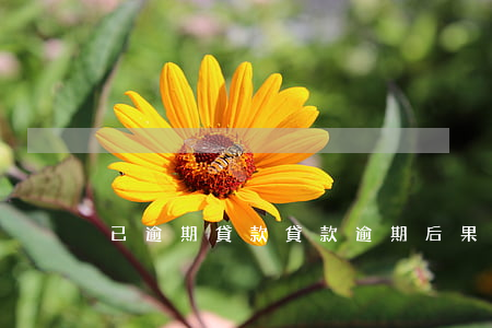 已逾期貸款(貸款逾期后果)