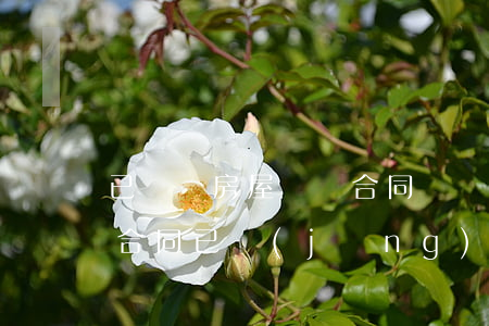 已過戶房屋買賣合同糾紛如何處理(房屋買賣合同已經(jīng)過戶可否解除合同)