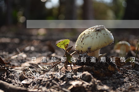 已還款卻收到逾期短信(沒有收到還款提示短信,造成逾期)