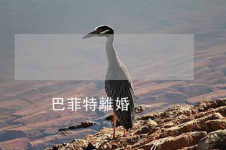 巴菲特離婚