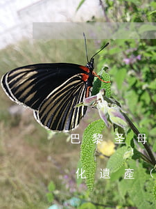 巴黎圣母院大火或與建筑物翻新有關！這些文化遺產(chǎn)也曾遭受火災