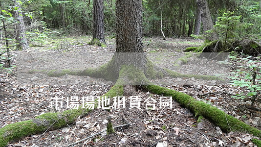 市場場地租賃合同