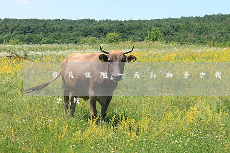 市民住院一天补助多少钱(普通住院费一天多少钱)