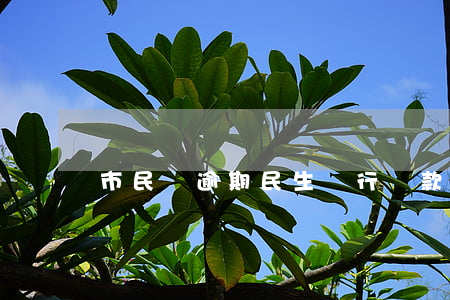 市民貸逾期(民生銀行貸款逾期政策)