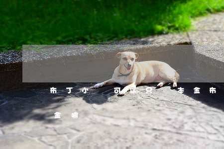 布丁小貸可以只還本金(布丁小貸可以只還本金嘛)