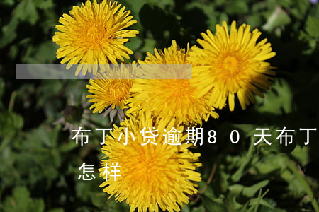 布丁小贷逾期80天(布丁小贷逾期80天会怎样)