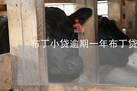 布丁小贷逾期一年(布丁贷款逾期了怎么办)